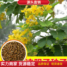 QӷNșɢbRQg~QپGݛQo¹ľN