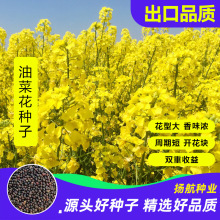 新油菜种子 油菜花海观赏油菜花 高产榨油油菜籽北方耐寒观花种子