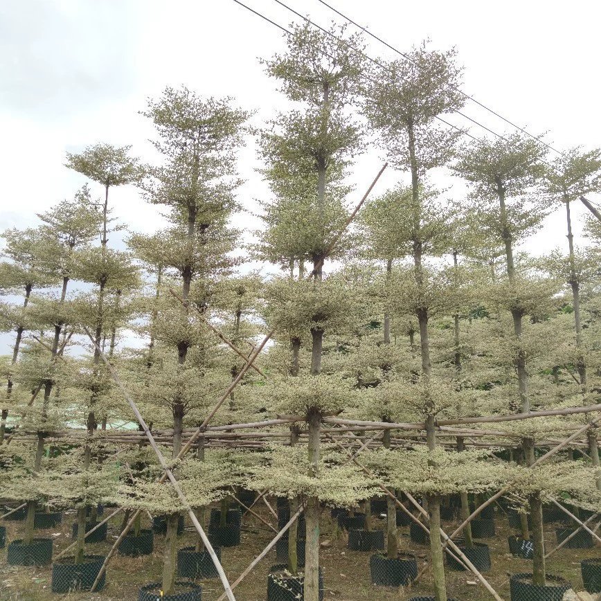 2108 Поставка кольцевых листьев парчи 9-12 см