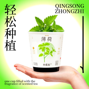 Scented Tea Planting Potted Cassia Seed Honeysuckle Mint White Crystal Chrysanthemum Students and Teenagers Easily Plant Desktop Potted Plants