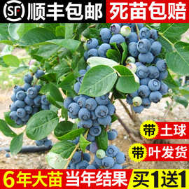 蓝莓树果苗带果蓝莓苗盆栽南北方种植兔眼特大阳台果树苗当年结果