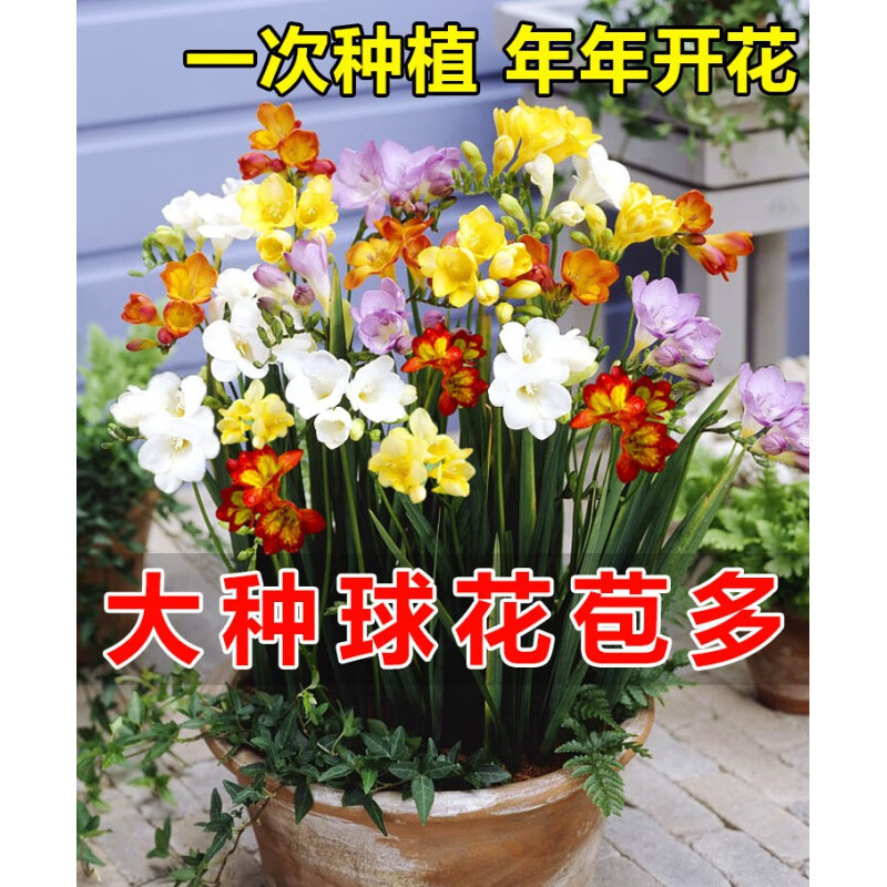 四季开花重瓣香雪兰种球大盆栽室内外阳台花卉麦兰小苍兰花期室外