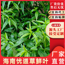 ������ָɽ�茚���ܲ݃��D���{�컨���r��ժ�����ݑn�ݲ��r�~500g