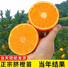 ޽ӳӘMĚˮϷNֲļɷN䮔Y