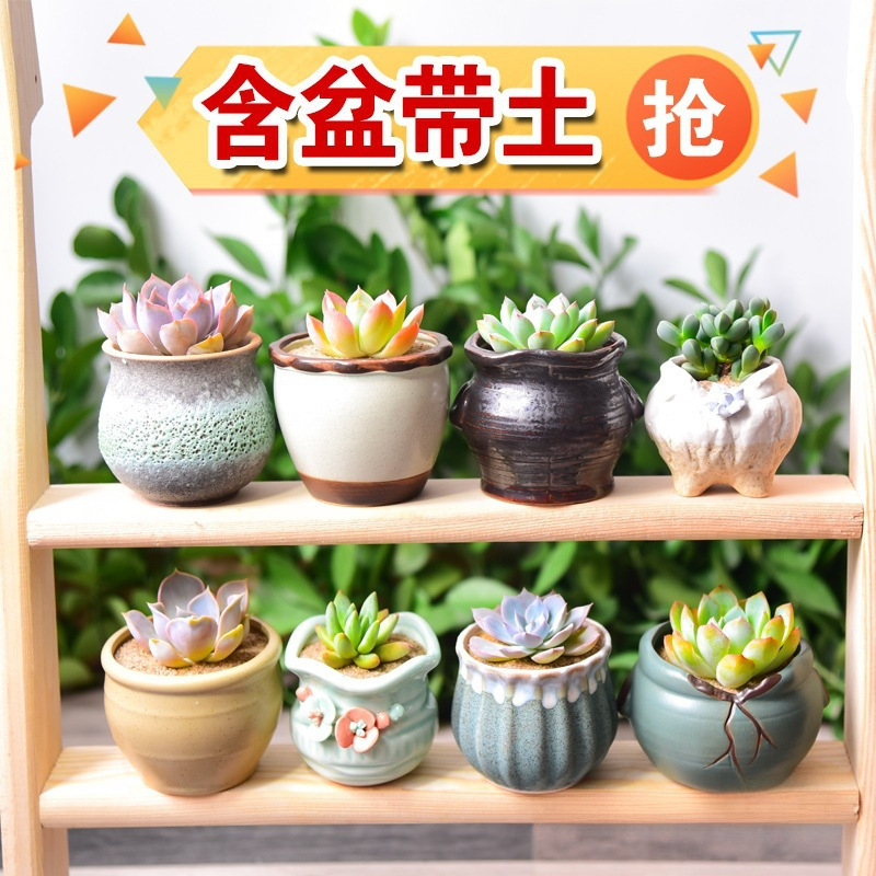 多肉植物花盆套装组合盆栽绿植花卉室内肉肉玫瑰批发含盆