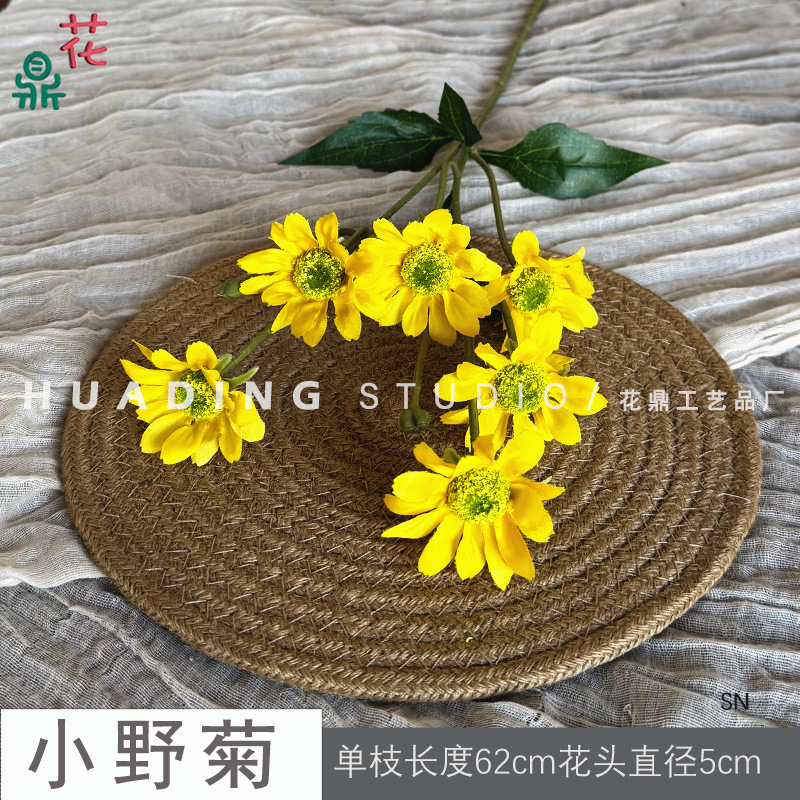 오노 국화 SN 옐로우