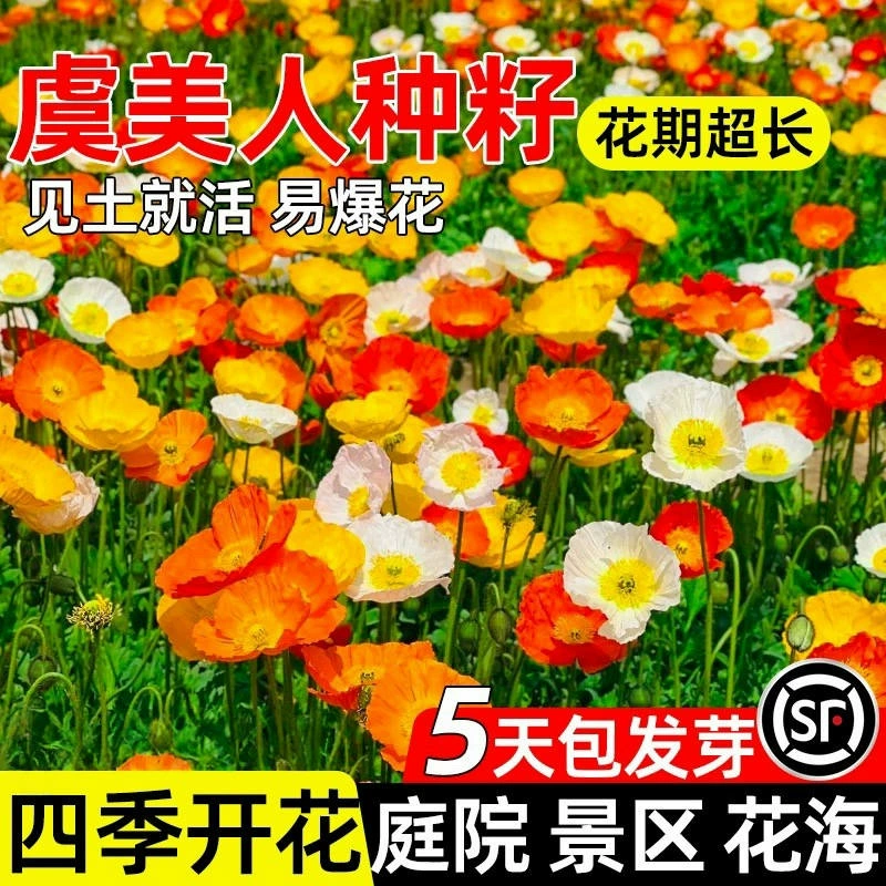 Семена цветов исландского мака легко выращивать, семена цветов для балкона, цветы для всех сезонов, уличные горшечные растения во дворе.