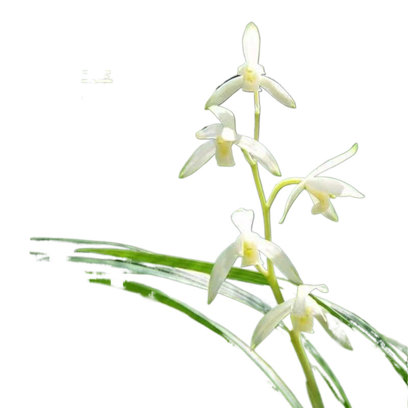 Special offer 8 Miao Name Guilan Flower Miao Yihong Shuangjiao…