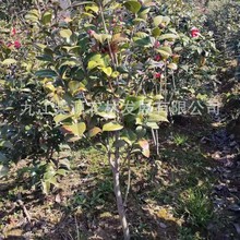 ���l�r��軨�V�|�軨�����軨�����軨�F�ݲ軨�Ž��軨�Ϻ��軨