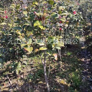 ���l�r��軨�V�|�軨�����軨�����軨�F�ݲ軨�Ž��軨�Ϻ��軨