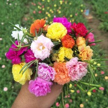 【带根带土】太阳花苗混色重瓣盆栽花四季开花室外阳台庭院盆栽花