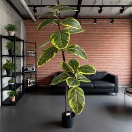 厂家直销仿真黄金榕绿植花叶室内客厅大型盆栽榕树办公室植物
