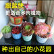 More meat flower pot special creative meat plant special pottery pot clearance wholesale factory direct ceramic flower pot
