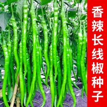 超长香辣线椒种子丰产早熟香辣椒籽四季田园蔬菜耐热细长辣椒种子