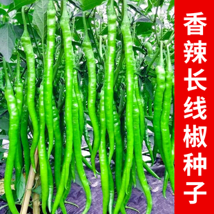 ���L���������N���S�a�������������ļ���@�߲��͟Ἒ�L�����N��