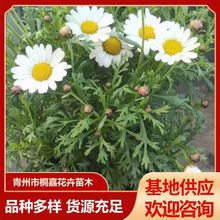 多年生花卉木茼蒿租摆绿化青州草花基地玛格丽特盆栽 四季开花