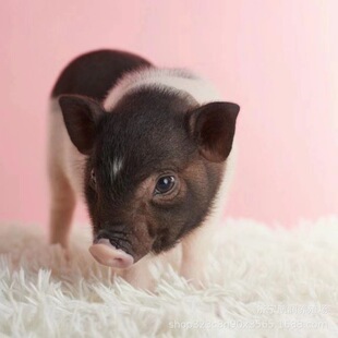 ���i���̳����������i�i���i����۰��R���i�����i��20����w�r��