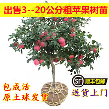 特大苹果树苗嫁接红富士庭院地栽南方北方种植带土当年结果苹果苗