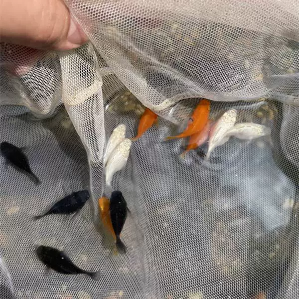 3 medium-sized tricolors (can be born after 20 days)