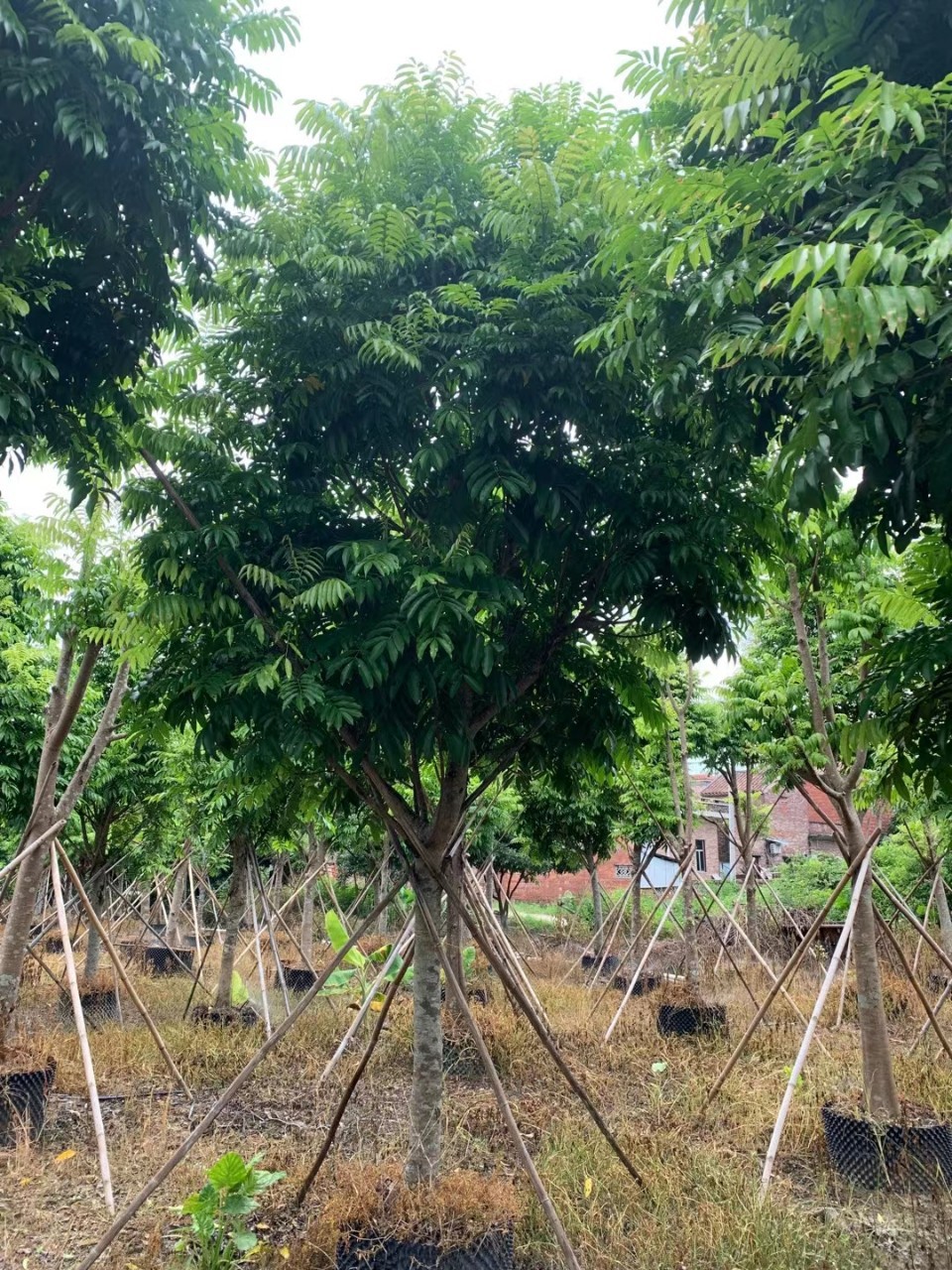 中山基地苗木产地仁面树假植苗 供应仁面子 骨架仁面13-20公分-阿里巴巴