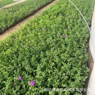 Perennial Beauty Cherry Wholesale of Ornamental Florals and Plants, Courtyard Rentals and Garden Engineering Seedlings, Large Quantity Discounts