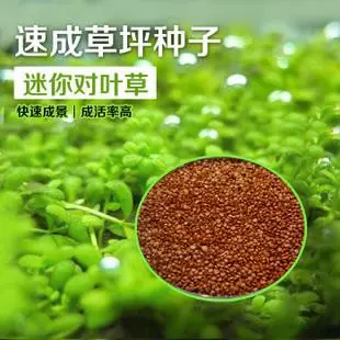 水草种子种孑活真草草缸鱼缸造景套餐牛毛草水草泥土籽子爬地珍珠
