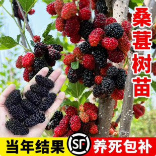 Fruit Mulberry Seedlings, Raspberry Seedlings, Mulberry Seedlings, Ground Potted Silkworm Cultivation, Four-Season Fruit Tree Seedlings, Mulberry Saplings Planted in the South and North