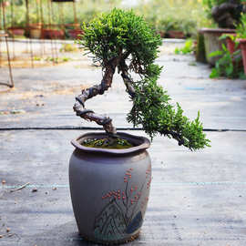 真柏老桩盆景日本系鱼川真柏室内小型观叶小品室外一物一拍 批发