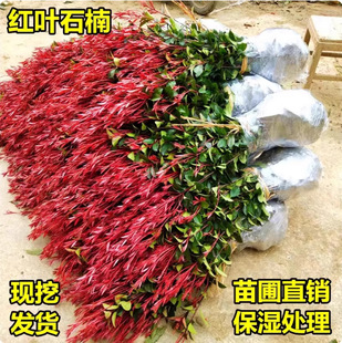 �t�~ʯ骘��� �ļ�����ͥԺ�G����ľ ����t�����h���繤��С����