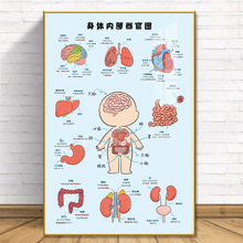 人体骨骼结构图器官内脏挂图海报卡通身体内部器官分布图挂画贴纸