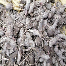 广西荔浦大芋头种子苗 紫藤香芋种植 农家槟榔芋种栽培苗