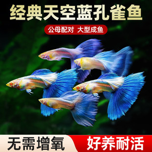 �^�p�~����{��ȸ�~���~��Ʒ���N��β�͟Ꭷ�Pβ�~���B�ͻˮ�~