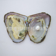 地摊珍珠 河蚌跑江湖 淡水珍珠饰品现场制作 1500个或2000个一桶