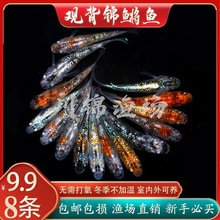 �^�����F�\�F�^�p�~���Ӝز�����������ˮС���\�����B���˰l���~