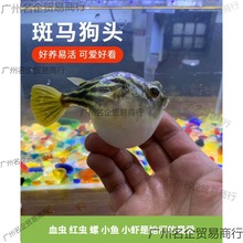 斑马狗头河豚鱼斑狗头鱼苗热带鱼观赏鱼淡水河豚凶猛鱼苗批发