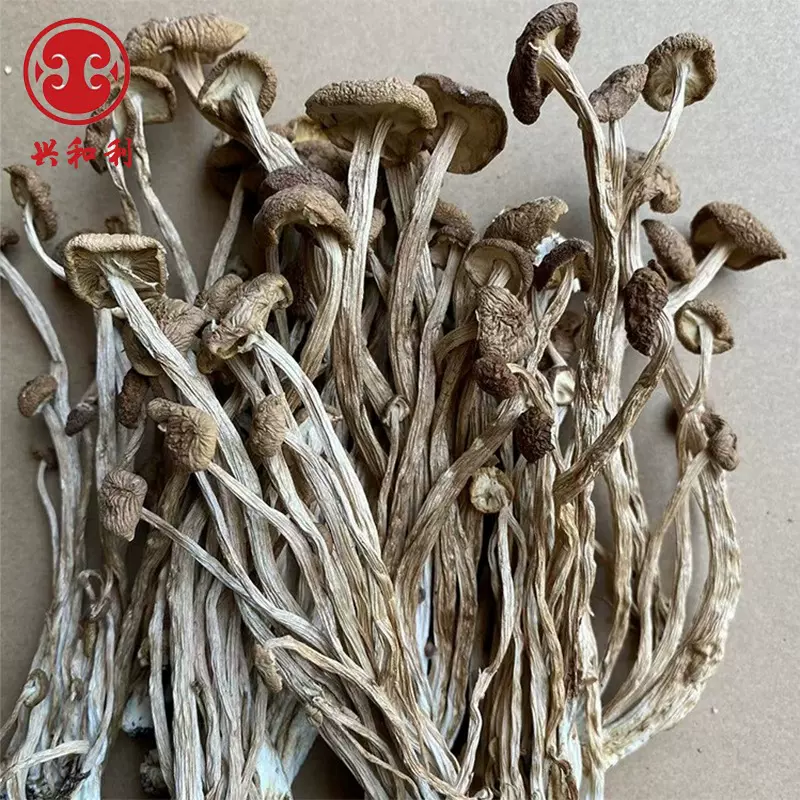 新货不开伞茶树菇干货批发足斤足两 古田茶薪菇一手货源产地直供