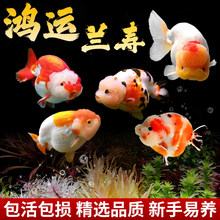 兰寿金鱼活鱼观赏鱼苗好养易活体冷水小型新手宠物淡水锦鲤草金鱼