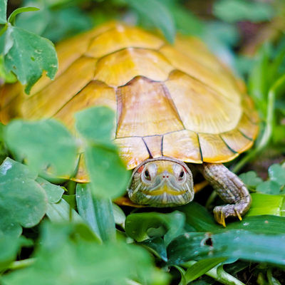 Turtle Food gold Little Turtle Living creatures Red-eared living thing Pet turtle Domesticated small-scale animal