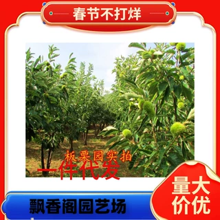 一件代发板栗苗树嫁接栗子苗良种锥栗苗南北方种植大红袍板栗苗地