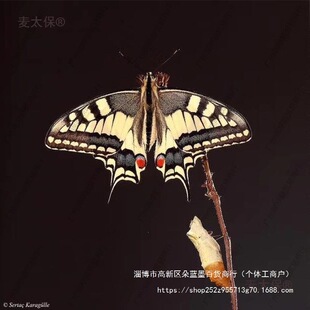 ��̫�������Ӽ�ɷ�����Y�o�����w��ͯ��B�^��С���x�������