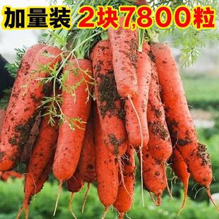 Carrot Seeds Three Red 9inch Old Variety Carrot Seeds Fruit Carrot Seeds Carrot Seeds