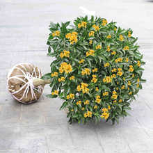 �ļ��𻨘��绨�����ԝ������^��ֲ���҃Ȏ���ͥԺ�޽ӽ����]