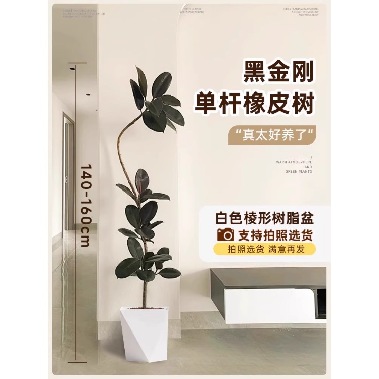 [가벼운 럭셔리 플로팅 브랜치] 싱글 플로팅 브랜치 고무나무-1.4- 1.6m - 흰색 프리즘 수지 냄비 + 트레이 - 프리 트레이