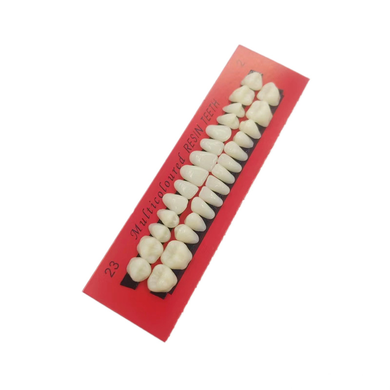 28 estudiantes dientes plásticos dentales materiales orales de enseñanza de dientes dentados image 5