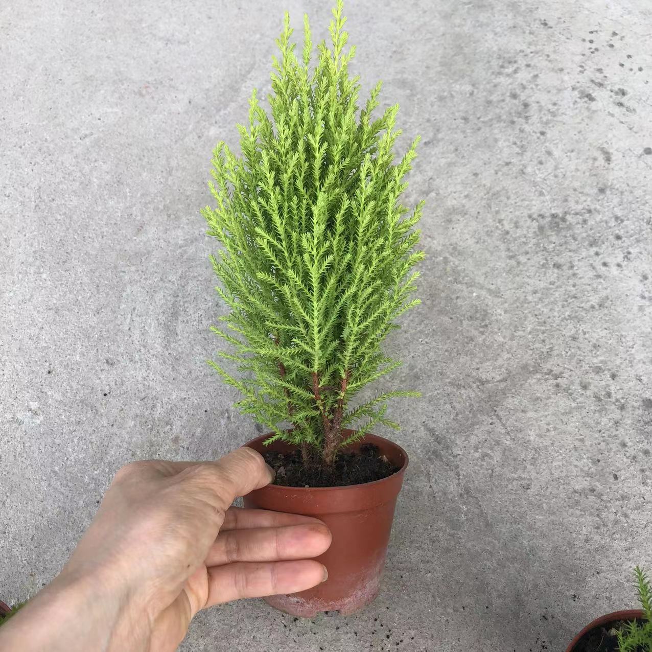 【基地直供】批发香松（90）圣诞树室内花卉植物小盆栽植物月季