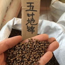 GԮֲ~\NѲ~\ѿɽ^pGֲ