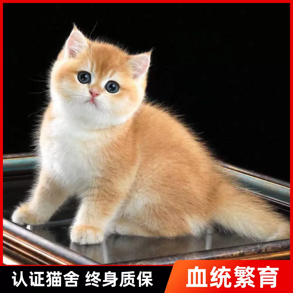 家养金渐层猫英短银渐层幼猫活体矮脚猫折耳小猫活物宠物猫咪幼崽