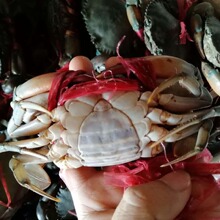 E؛80�˾����ϼ���з��з��з��S�l؛������] ��СҲ�������l�r