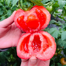 海阳西红柿整箱新鲜沙瓤番茄现摘现发可生吃西红柿草莓柿子