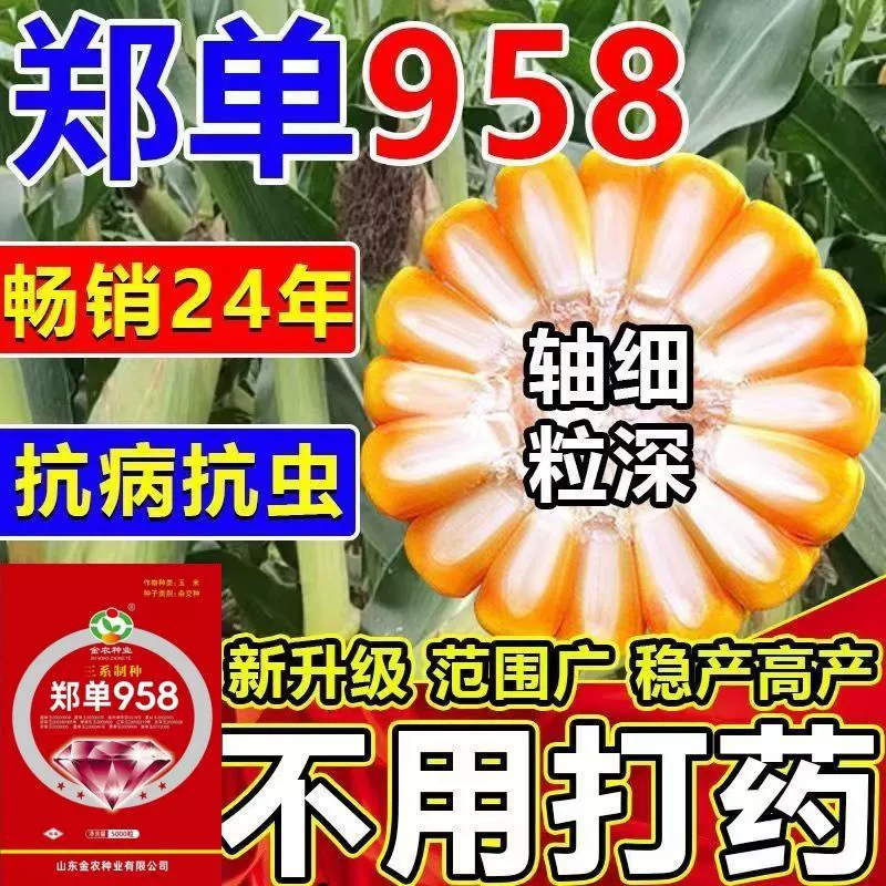 Национальный обзор больших семян кукурузы